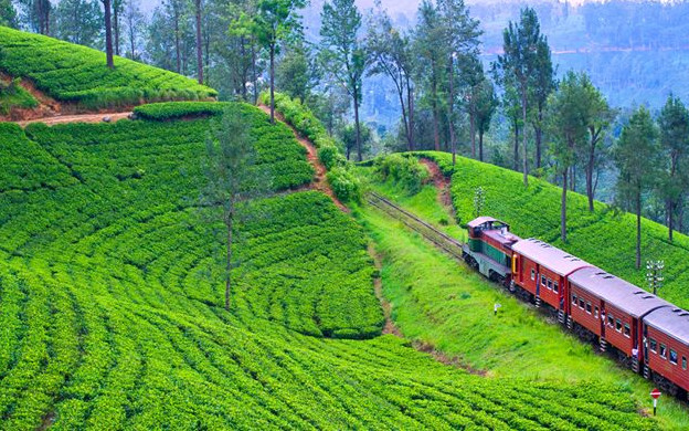 Kandy -Nuwara Eliya