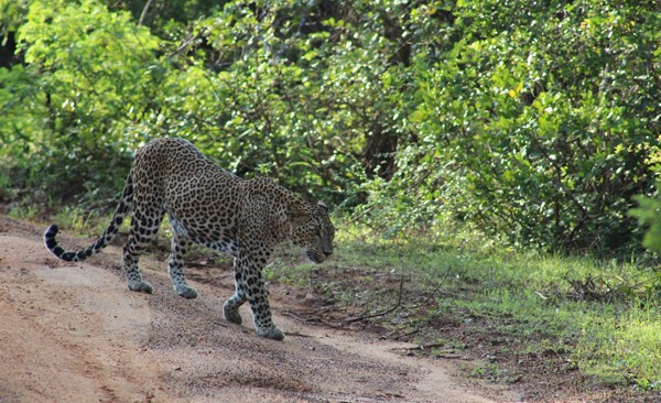 Wilpattuwa Safari Day Tour